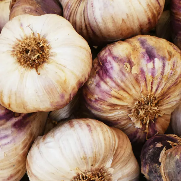 Cabezas de ajo morado